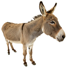 Graceful donkey stands alert with large ears perked, captured in detail for versatile animal-themed projects and designs.
