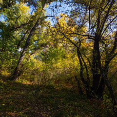 Golden autumn tree by a lake under vibrant blue sky. Sunlight filters through branches, casting warm shadows. Scenic path invites peaceful exploration in fall landscape.