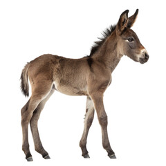 Obraz premium Majestic gray donkey stands alertly, showcasing its sturdy build and gentle expression, perfect for rural or farm themes. 