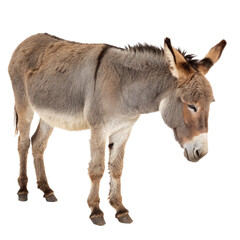 Obraz premium Gentle donkey with soft fur standing patiently, perfect for farm, rural or storybook themes 