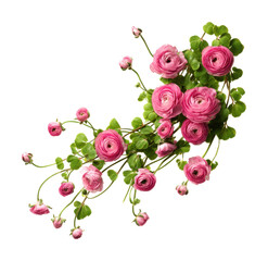 Beautiful pink ranunculus flowers arrangement nature bright isolated on transparent background