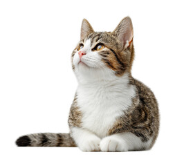 Curious cat sitting gracefully indoors soft lighting isolated on transparent background