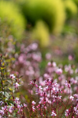 Pink Wildflowers in a Blurred Green Background