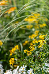 Wildflowers and Grasses in Sunny Meadow