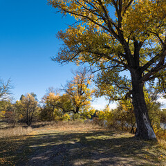 Golden autumn tree by a lake under vibrant blue sky. Sunlight filters through branches, casting warm shadows. Scenic path invites peaceful exploration in fall landscape.