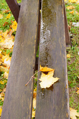 First Snow on a Wooden Bench with Fallen Golden Autumn Leaves
