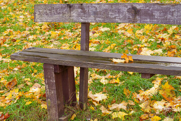 First Snow on a Wooden Bench with Fallen Golden Autumn Leaves