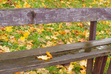 First Snow on a Wooden Bench with Fallen Golden Autumn Leaves