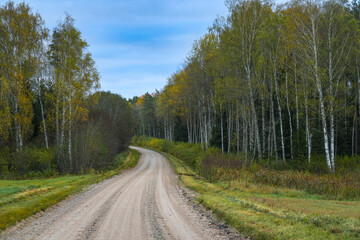 A bend in a country road with birch trees