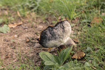 Detailed macro photo of a single wild mushroom with dark textured cap and green leaves around it in natural daylight