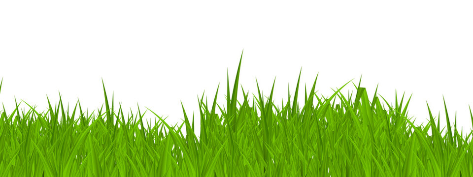 Green Grass cut out. green grass isolated on white background. Grass field close-up. Green grass meadow. Nature landscape