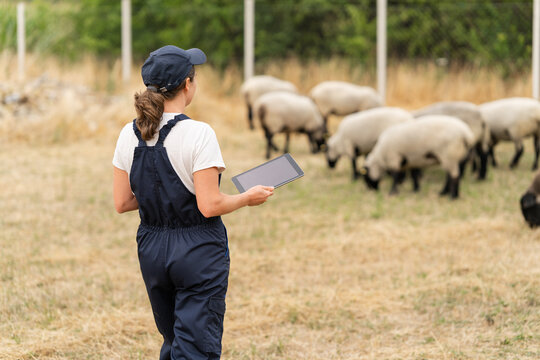 Farmer using digital tablet for herd management on sheep farm