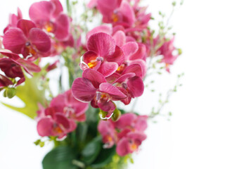 Orchid's floral art works. Photography of floral art and close-up shots.