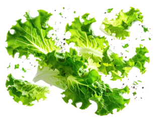 Fresh, vibrant green lettuce leaves isolated on a black background, showcasing natural textures