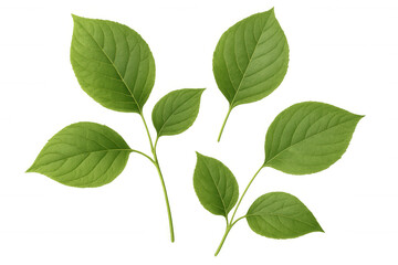 Obraz premium Green leaves on branches, fresh foliage with texture, spring and summer nature concept, transparent background