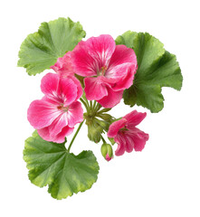 Blooming pink geranium flowers nature scene isolated on transparent background