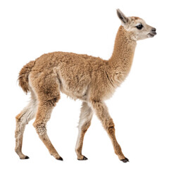 Adorable baby guanaco walking isolated, perfect for wildlife conservation campaigns, educational materials, and children's books about South American animals
