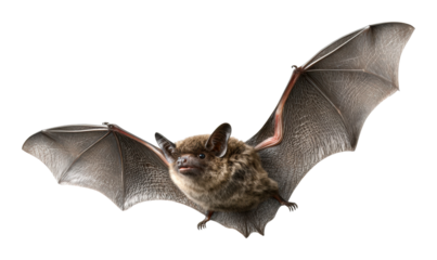 Flying bat in motion natural habitat wildlife night isolated on transparent background