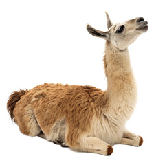 Fototapeta premium Adorable llama resting peacefully, showcasing its soft fur and gentle demeanor, perfect for nature and travel projects 