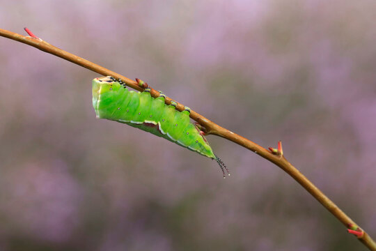 Forktail caterpillar resting on branch in summer nature Germany Saxony