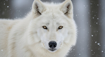 Obraz premium Close up headshot portrait of a majestic white arctic wolf looking directly at the camera wildlife 