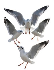 Obraz premium Four seagulls captured in mid-flight, showing wings and legs