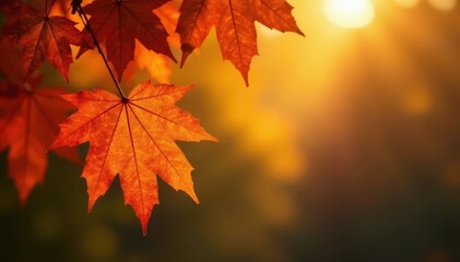 Fototapeta premium Crisp autumn air, backlit maple leaves glowing golden , image, woods