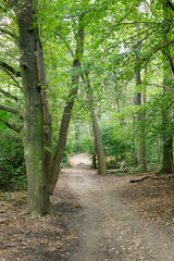 beautiful forest in Prague, Czech republic. Beautiful nature background