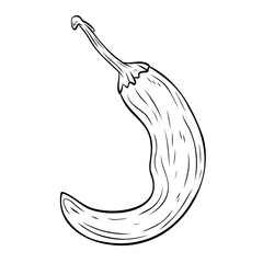 Monochrome botanical spicy hot chilli pepper. Graphic hand drawn ink black and white vector. Good for eco-style crafting, cooking, spa, medicine, cooking, and garden, beauty, decoration