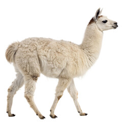 Obraz premium Curious white llama with fluffy wool walks gracefully, showcasing its gentle nature and unique charm for any project. 
