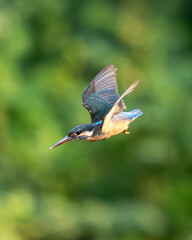 common kingfisher flying
