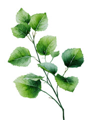 Fototapeta premium Vibrant green leaves nature isolated on transparent background