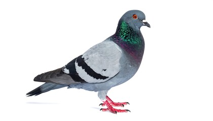 Obraz premium Side view of a common pigeon against a clean white background