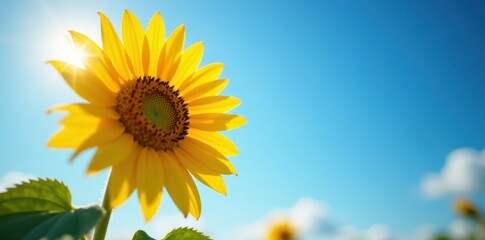 Obraz premium Vibrant sunflower facing sun, bright blue sky, botanical, vibrant, background