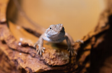 Baby of bearded agama dragon sits in his terrarium. Cure exotic domestic animal, pet. The content of the lizard at home.