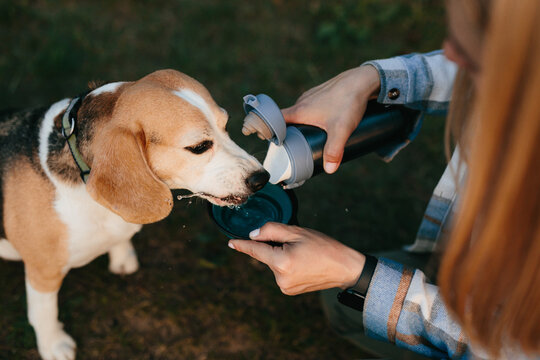 Pet owner giving water to beagle dog while hiking outdoors