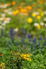 Obraz premium Vibrant Wildflowers in a Meadow