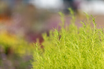 Vibrant Green Foliage with Blurred Background