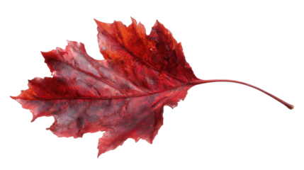 Close-up of a vibrant autumn leaf