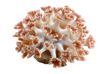 Exotic coral colony showcasing intricate details of its soft polyps and fascinating structure perfect for marine biology design project or tropical aquatic ecosystem illustration