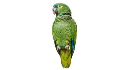 Isolated Parrot, bright green plumage, a beautiful exotic bird from Central and South America