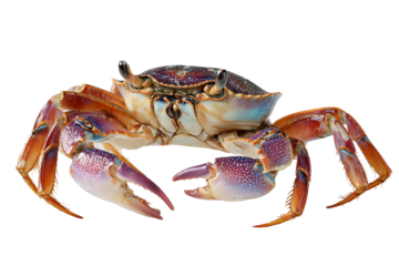 Majestic crab portrait displaying its unique shell textures and imposing claws in a marine wildlife animal close up featuring an intricate exoskeleton sea crab isolated animal