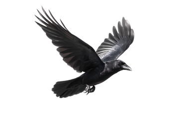 Naklejka premium Raven in majestic flight displays its stunning wingspan against a dark background, embodying freedom and the wild spirit of a nature bird in dynamic motion revealing feathered