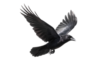 Raven in majestic flight displays its stunning wingspan against a dark background, embodying freedom and the wild spirit of a nature bird in dynamic motion revealing feathered