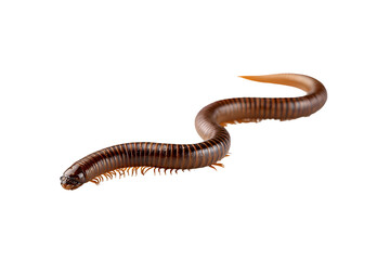 Isolated millipede crawling arthropod showcasing its segmented exoskeleton and multiple pairs of legs against a clean background with a focus on its unique anatomy and detailed