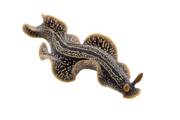 Exotic Marine Flatworm Dancing With Grace in Dark Waters an intriguing view of the unique and patterned sea creature adds a distinct visual interest to ocean life photography