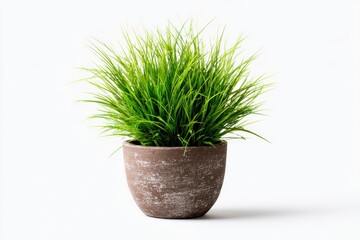 Stylish pot with lush green plant and textured brown surface on white background for home decor enthusiasts and interior design inspiration