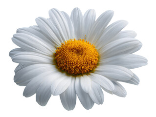 White daisy flower yellow center delicate petals fresh blossom joyful mood