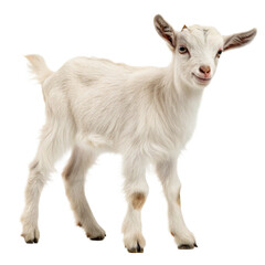 Obraz premium Joyful baby goat bounding with energy and curiosity, capturing playful innocence and rural charm for vibrant farm or nature projects 