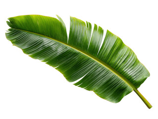 Banana leaf green large tropical foliage with glossy texture and natural light